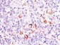  Bcl-X (Apoptosis Marker) Antibody - With BSA and Azide